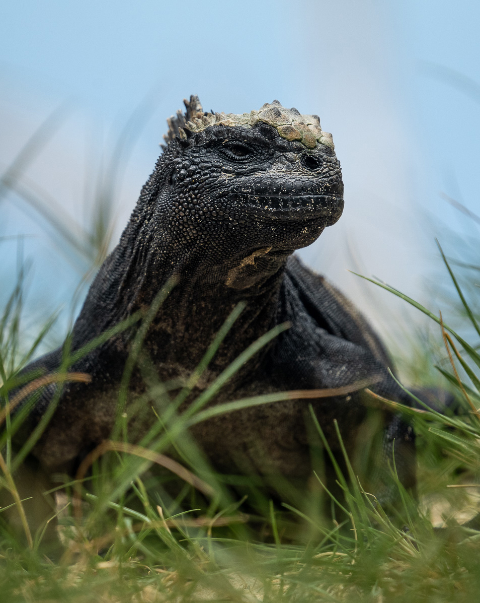 Wildlife and Conservation